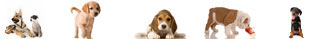 Animal Medical Clinc of Chesapeake Puppies